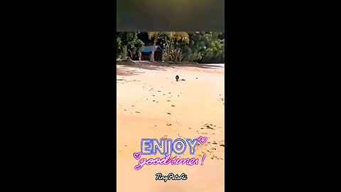 FUNNIEST Dog Videos EVER p2 #dog​ #funny​ #cute​