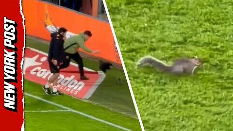 UK crowd loses it as squirrel evades capture multiple times on soccer field