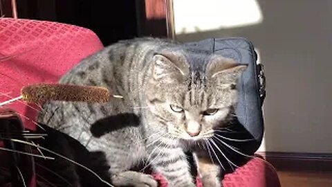 January 7, 2020 - More Sun Time for Belle Bells The Cat