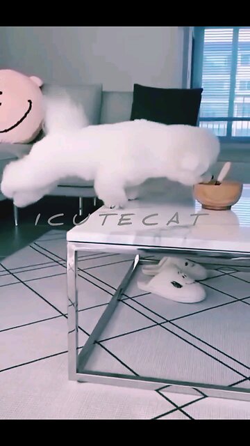 NEWSMAX2 LIVE | Real News for Real People? Strange cat really enjoys