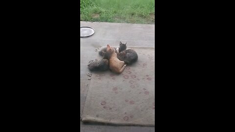 cats and more cats