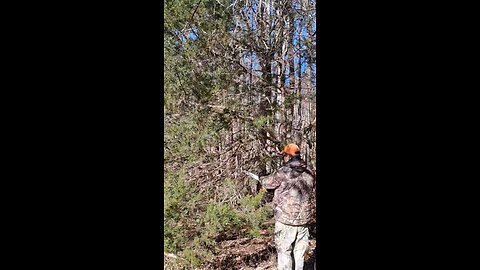 Harvesting Eastern Red Cedar limbs