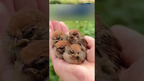 The man found a ball out of the branches and was shocked when he realized what was inside