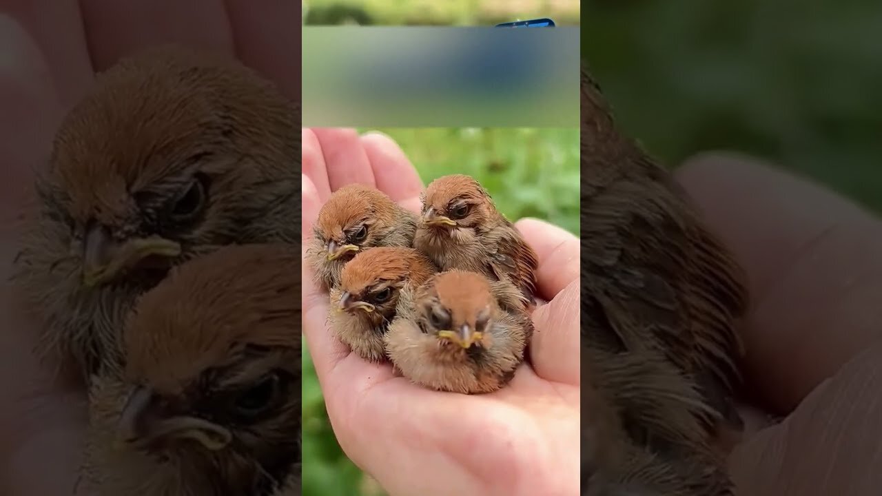 The man found a ball out of the branches and was shocked when he realized what was inside