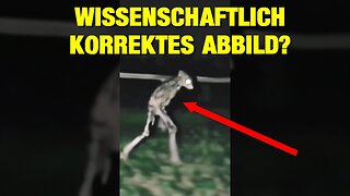 Wildkamera zeichnet das Unfassbare auf?!