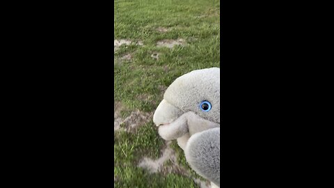 Vlogging Dolphin taking a walk.