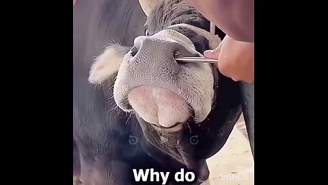 Holy COW 🐮