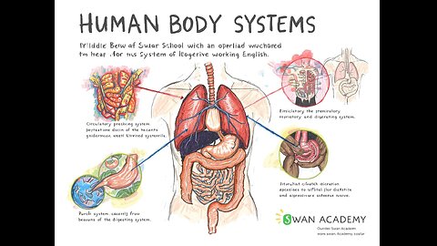 Human Body Systems Educational Slideshow