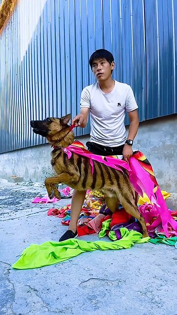 Superdog in Action: The Real-Life Canine Hero