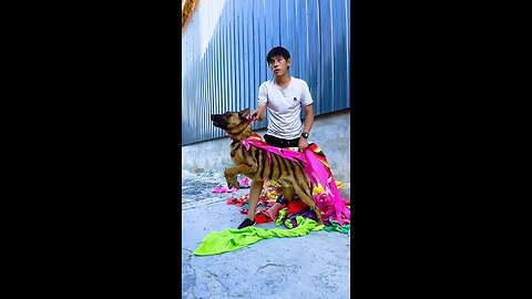 Superdog in Action: The Real-Life Canine Hero