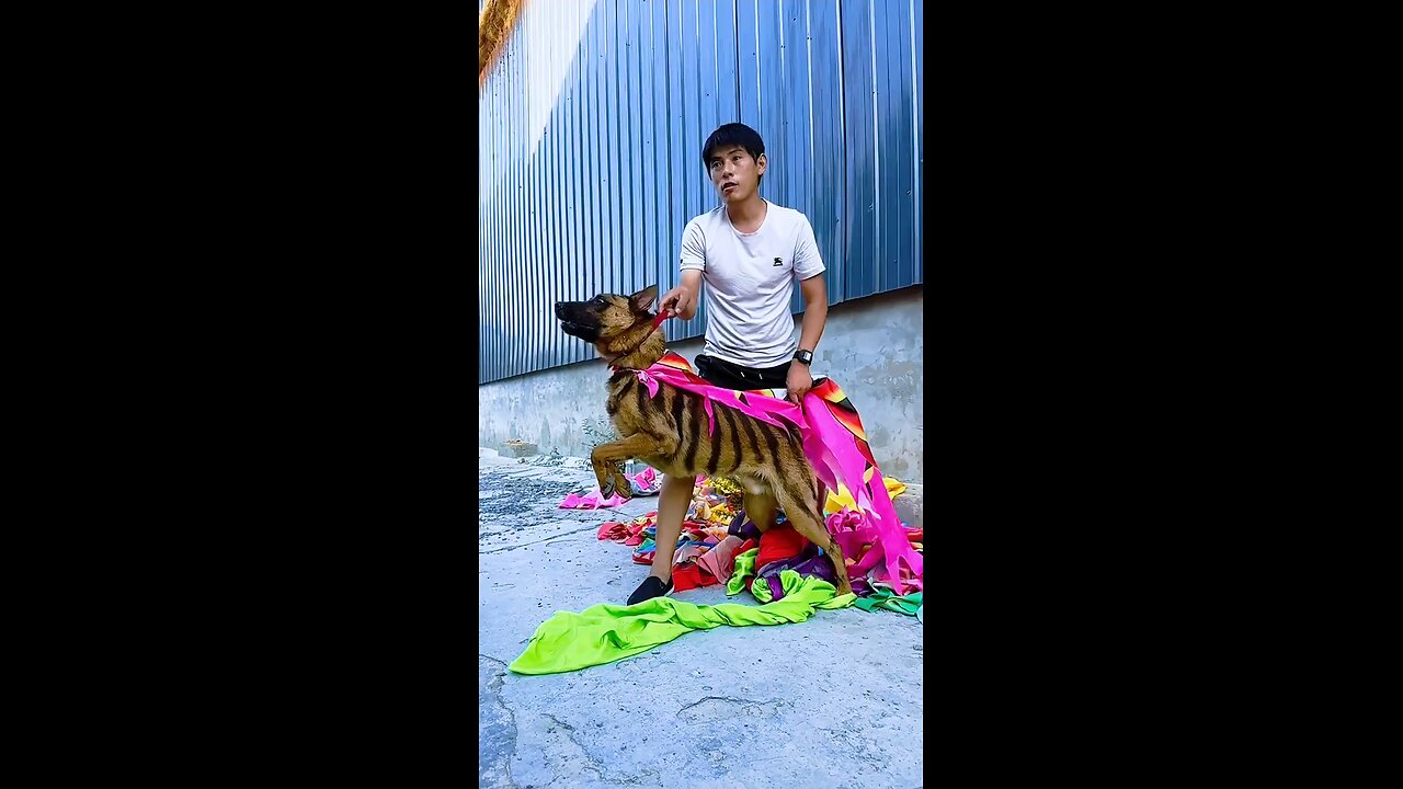 Superdog in Action: The Real-Life Canine Hero