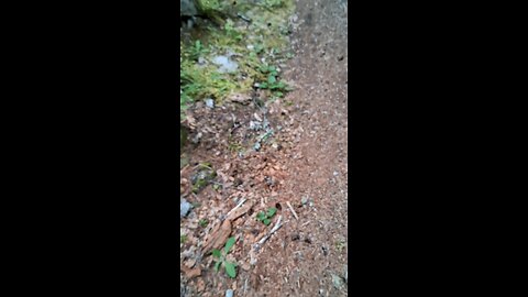 Iron Goat Trail Hike 5/10/25 Part 6/12