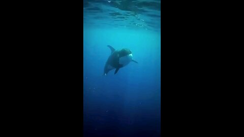 The real king of the ocean
