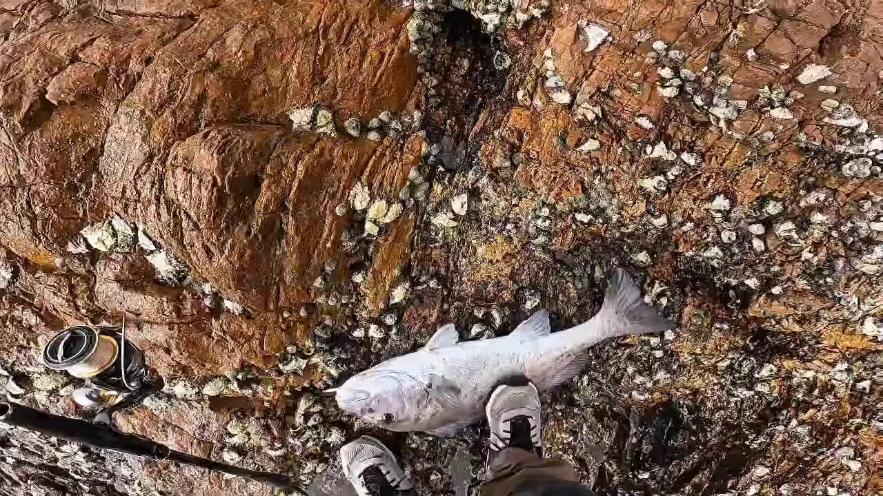 Giant Fish