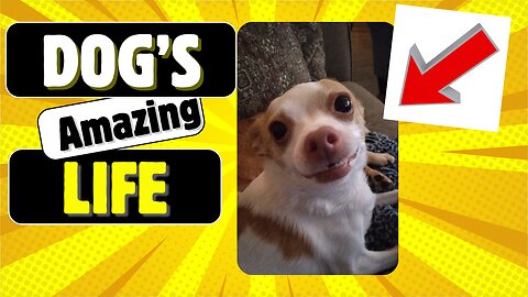 It's a Dog's Life🤗