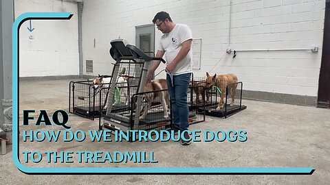FAQ: How Do We Introduce Dogs To The Treadmill?