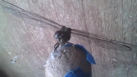 Green and brown dragonfly lands on a broom [Nature & Animals]