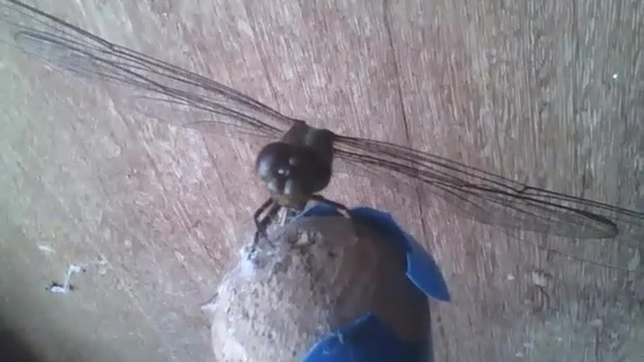 Green and brown dragonfly lands on a broom [Nature & Animals]
