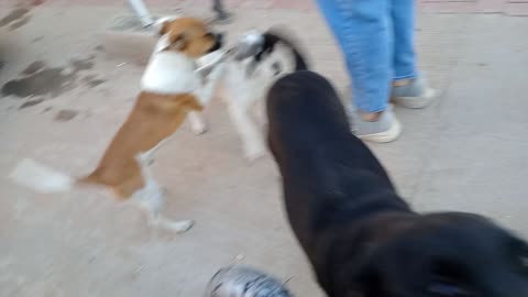 Chavino Jackie-O(pictured) Junior Muneco Ozzyto Shadow eatin @ my father-in-laws old home20251026976