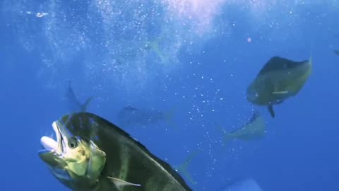 The mahi-mahi on the hunt