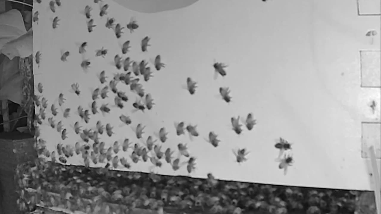 Thursday Morning Peek at a Beehive