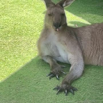 Kangaroo Tales