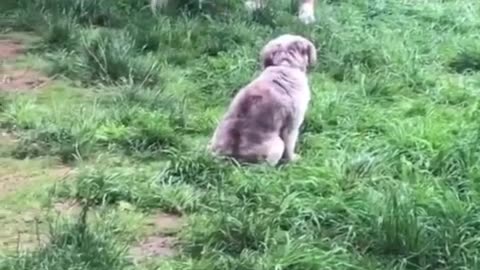 😮🐶 You Won't Believe What Happens With Introverted Dogs at the Park! | FeedMyCuriosity