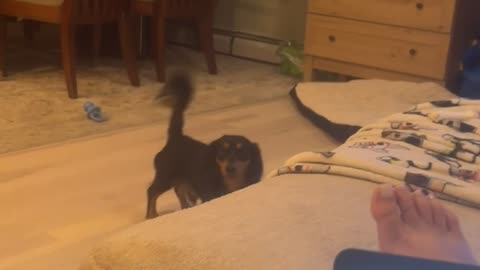 Dachshund Gymnast in Training