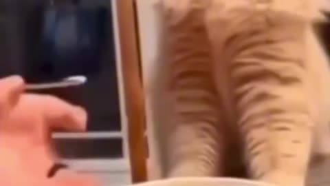 if pets had voices