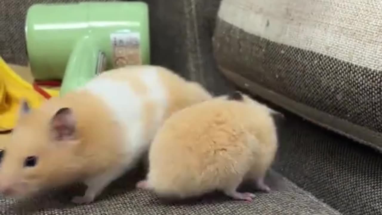 Rescue a hamster