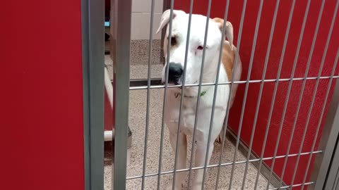 Quinn-white 1y A869249 Kali-tan 1y A825195 kennel 2 pod 1 PACC shelter glances @neighbor20250723928