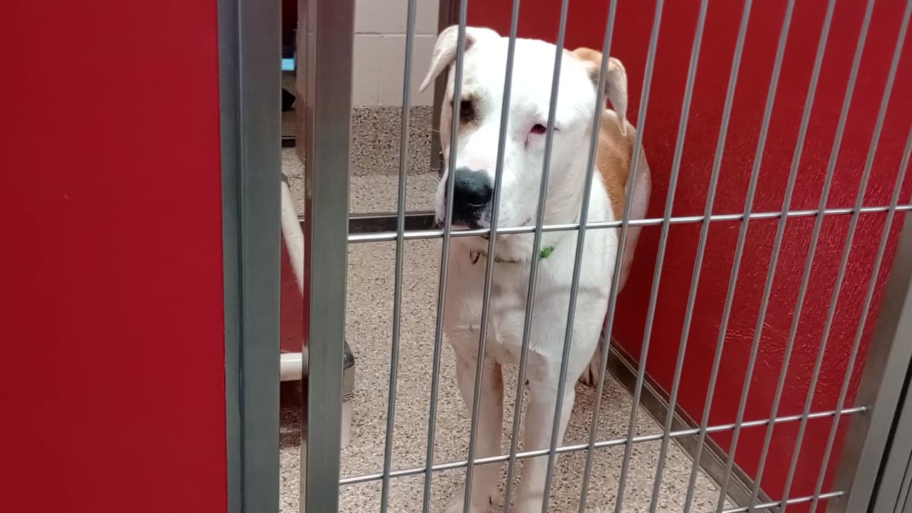 Quinn-white 1y A869249 Kali-tan 1y A825195 kennel 2 pod 1 PACC shelter glances @neighbor20250723928