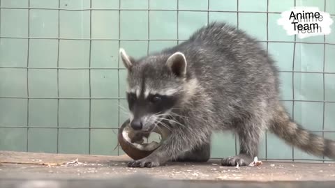 Just a funny animals