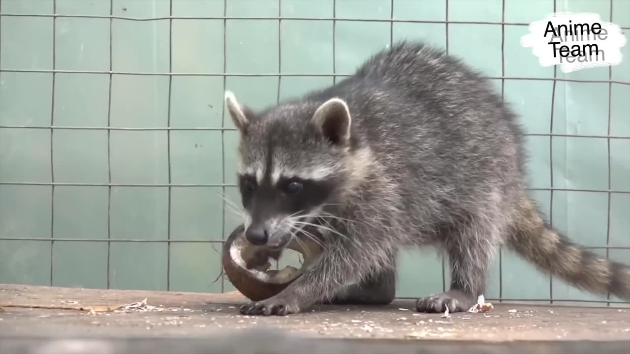 Just a funny animals