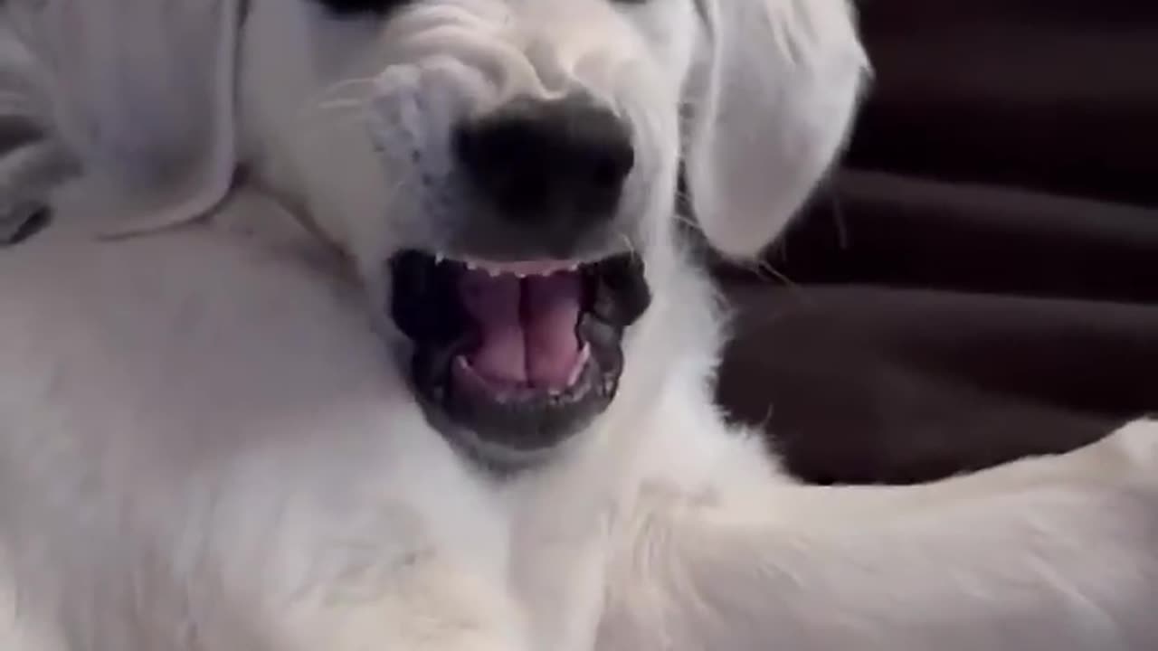 Funny pets video