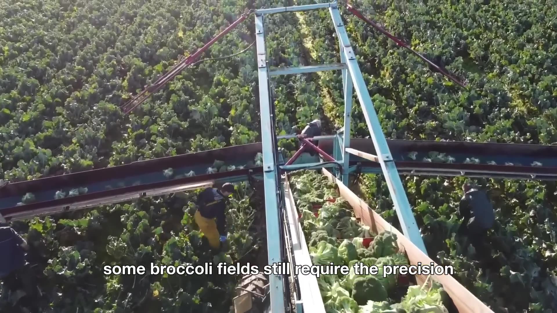 2.7 BILLION Pounds of Broccoli 🥦 Are Harvested by American Farmers | Modern Agriculture Technology!