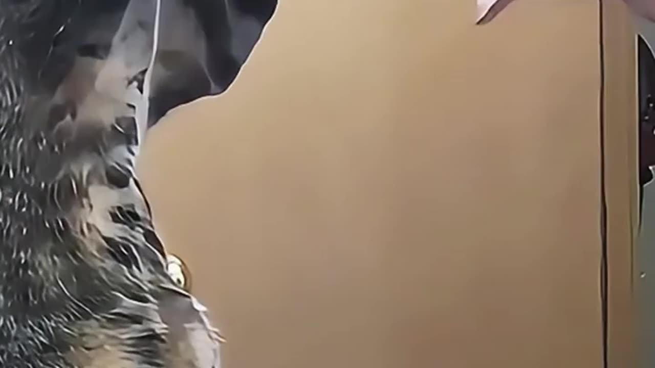funny animalscat