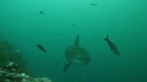 Freaky Giant Mila Fish Come to inspect Scuba Drivers E