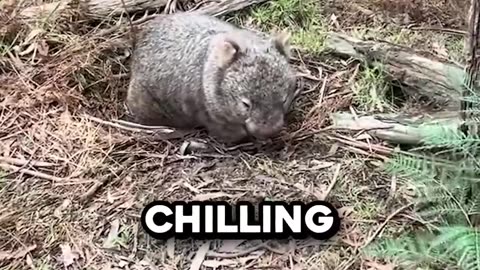 How Did He Find That? 😳