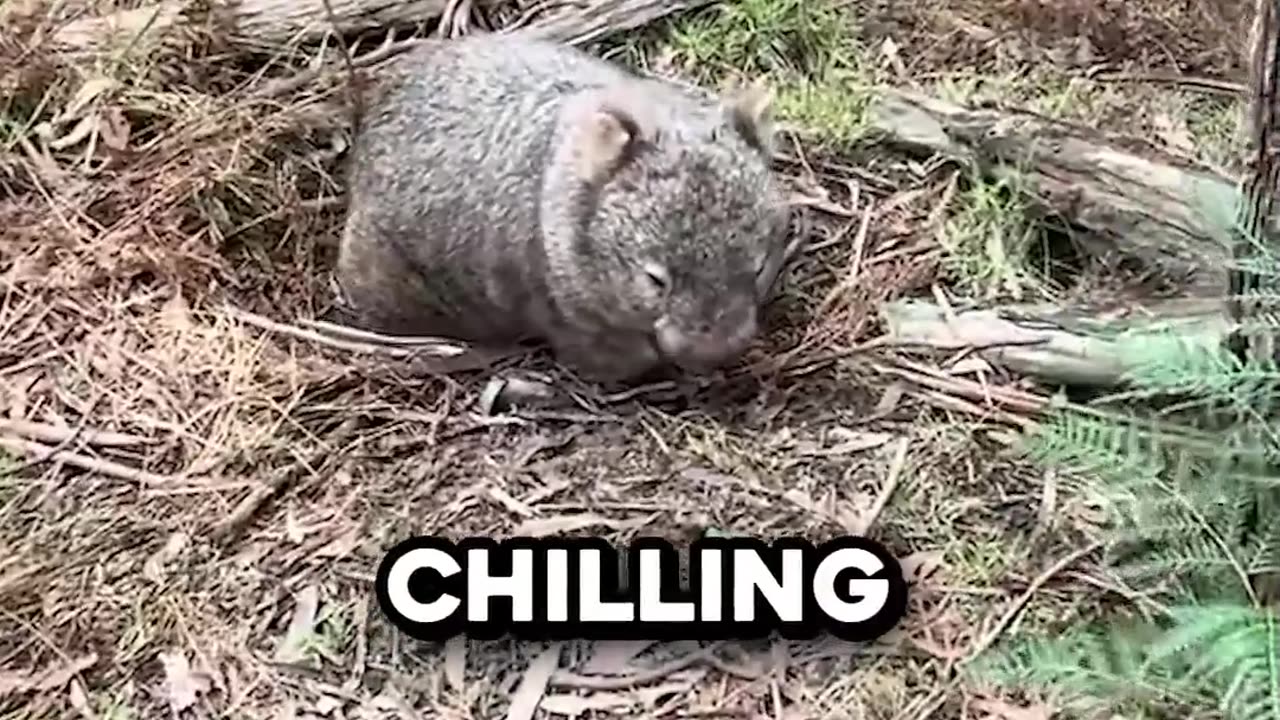 How Did He Find That? 😳