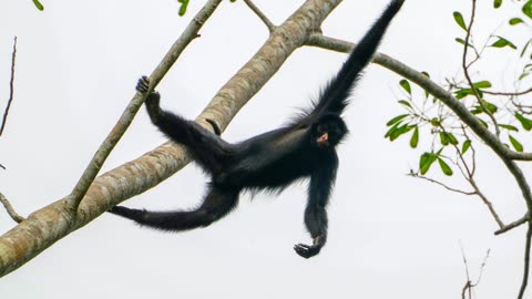 人類は知らない“長い手”の起源