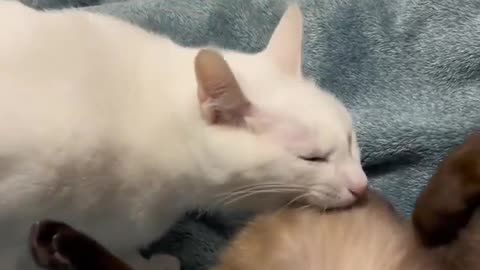 🐶😂 These Two Are SIBLINGS... Or Are They? | FunFM