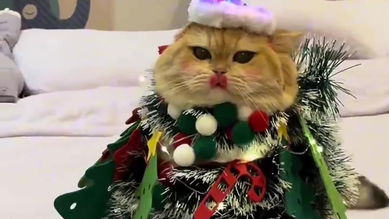 this the Christmas gift you were expecting?