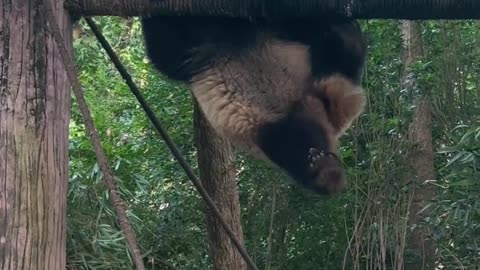 Cute Panda Eating Bamboo – Adorable Animal Moment