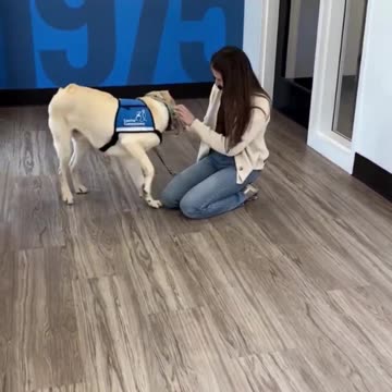 Service dogs reunite with the people who raised them before they graduate.. 🥺