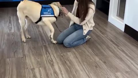 Service dogs reunite with the people who raised them before they graduate.. 🥺