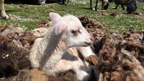 Sleepy Lamb