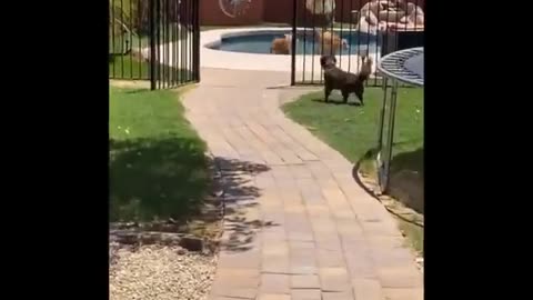 funny video