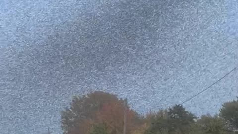 Midges Swarm North Madison, Ohio