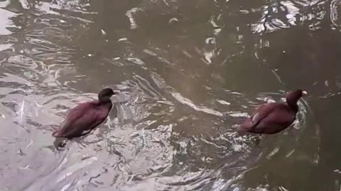 duck